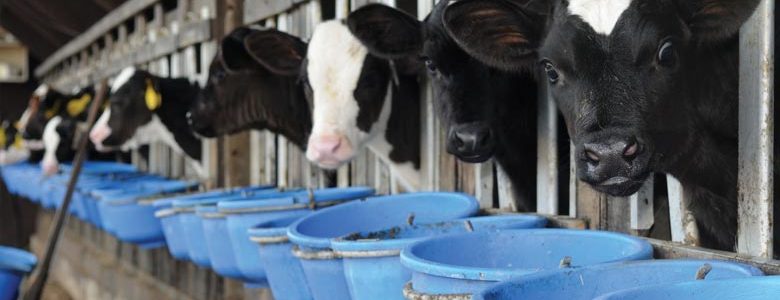 Purina® Ampli-Calf® Program Helps Keep Calves Growing and Supports Health