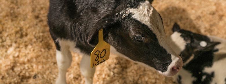 Help Calves Get Through the Cold Season