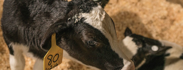 7 Tips to Jumpstart Your Cold Weather Calf Feeding Program
