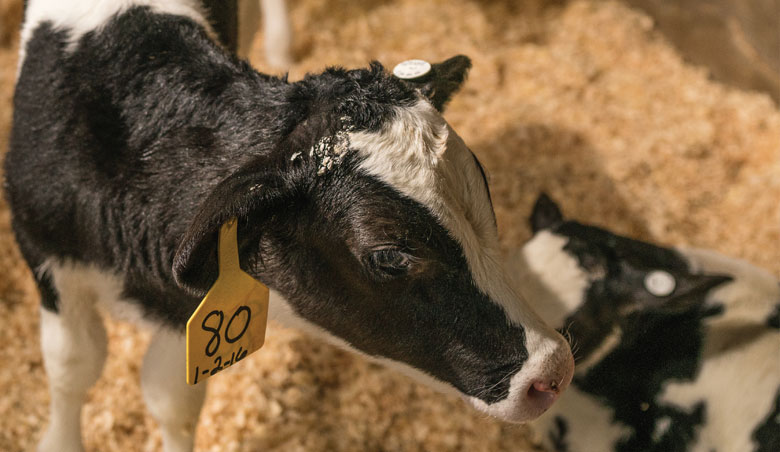 7 Tips to Jumpstart Your Cold Weather Calf Feeding Program